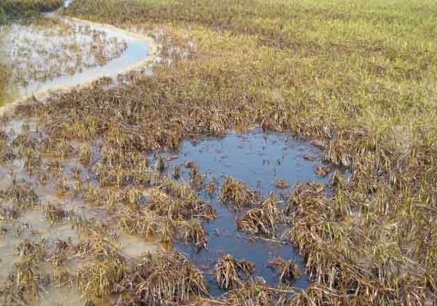 Leaking oil from ONGC well damages rabi crop over 100 acres indiatv6321e2 farm oil